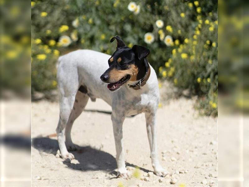 Snoopy (Spanien) - schüchterne Bodeguero-Mix sucht passende Rennwiese