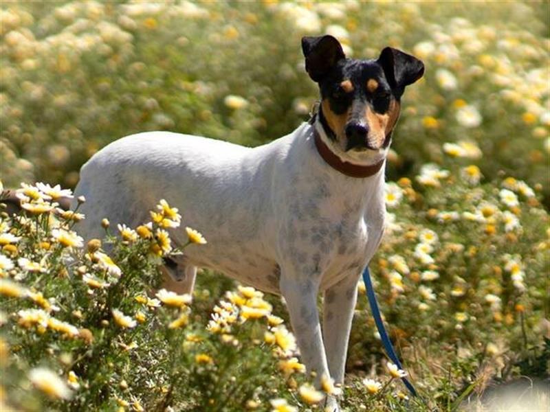 Snoopy (Spanien) - schüchterne Bodeguero-Mix sucht passende Rennwiese