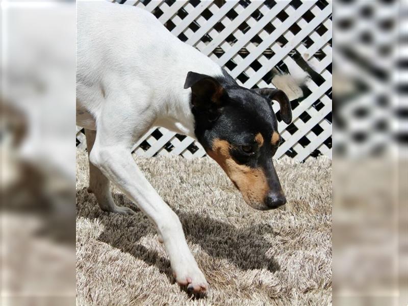 Snoopy (Spanien) - schüchterne Bodeguero-Mix sucht passende Rennwiese