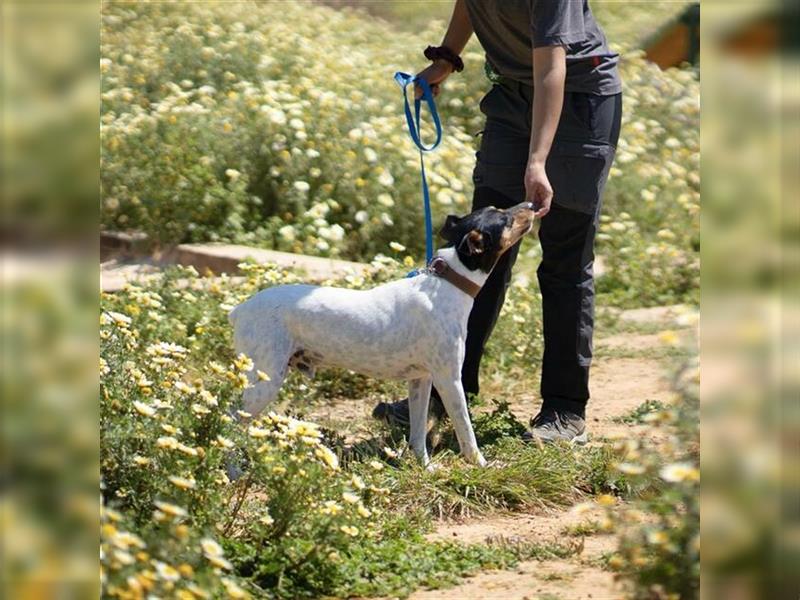 Snoopy (Spanien) - schüchterne Bodeguero-Mix sucht passende Rennwiese