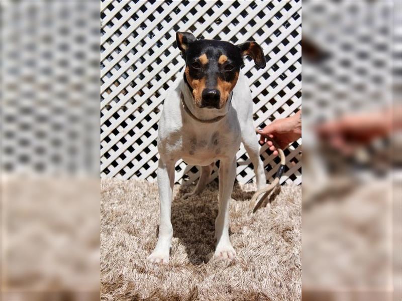 Snoopy (Spanien) - schüchterne Bodeguero-Mix sucht passende Rennwiese