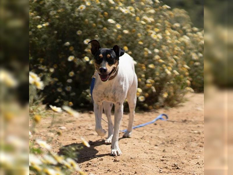 Snoopy (Spanien) - schüchterne Bodeguero-Mix sucht passende Rennwiese