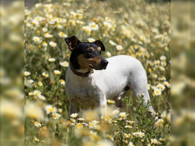 Snoopy (Spanien) - schüchterne Bodeguero-Mix sucht passende Rennwiese