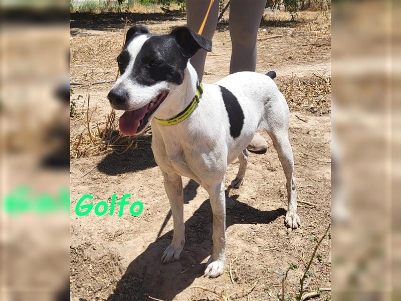 Golfo 05/2019 (ESP) - verspielter, neugieriger und sozialer Ratonero Bodeguero Andaluz!