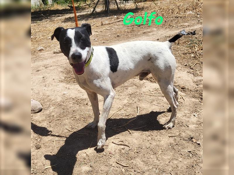 Golfo 05/2019 (ESP) - verspielter, neugieriger und sozialer Ratonero Bodeguero Andaluz!