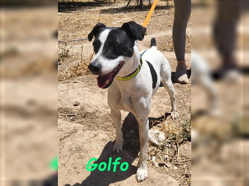 Golfo 05/2019 (ESP) - verspielter, neugieriger und sozialer Ratonero Bodeguero Andaluz!