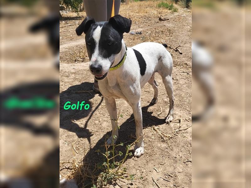 Golfo 05/2019 (ESP) - verspielter, neugieriger und sozialer Ratonero Bodeguero Andaluz!