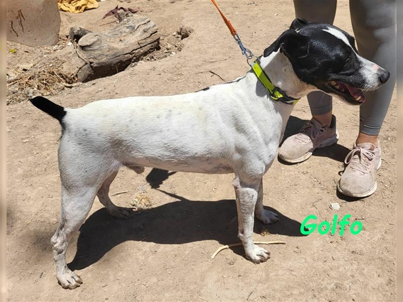 Golfo 05/2019 (ESP) - verspielter, neugieriger und sozialer Ratonero Bodeguero Andaluz!