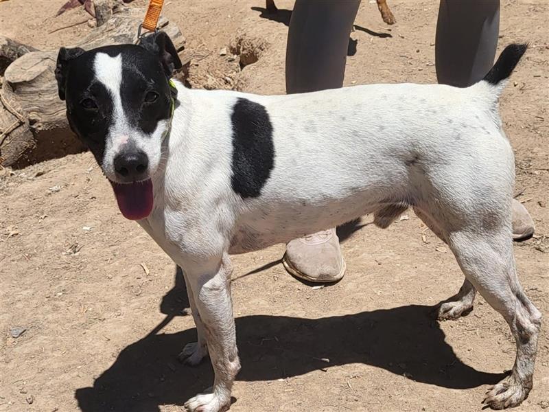 Golfo 05/2019 (ESP) - verspielter, neugieriger und sozialer Ratonero Bodeguero Andaluz!