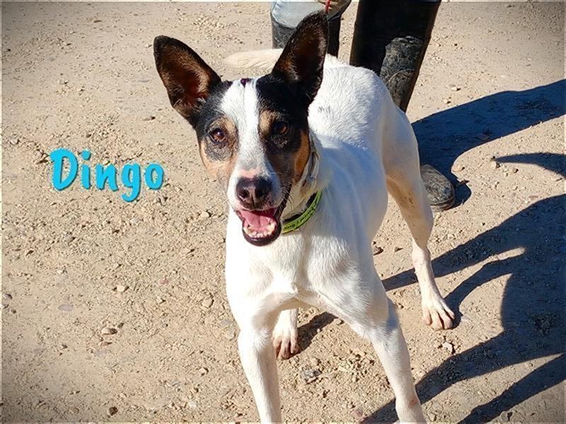 Dingo 05/16 (ESP) - verschmuster und fröhlicher Ratonero Bodeguero Andaluz!