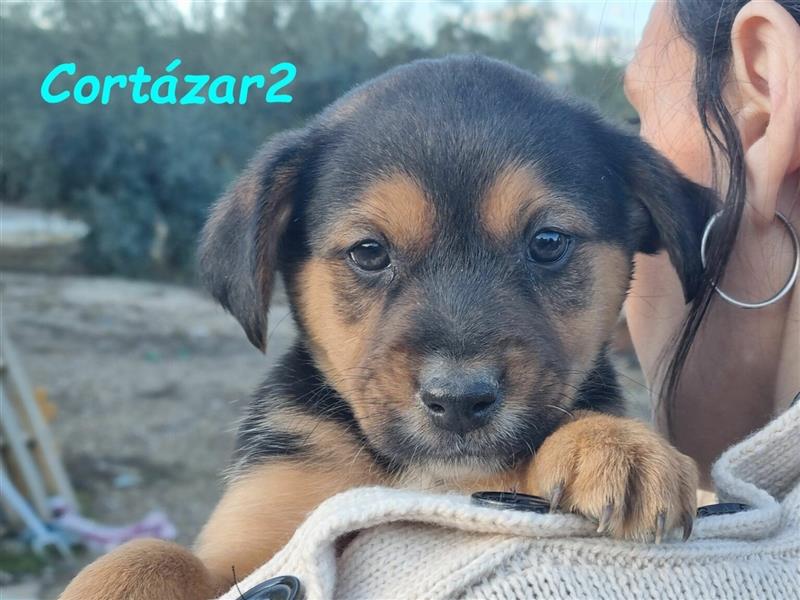 Cortázar2 09/2023 (ESP - Pflegestelle) - neugieriger und verspielter, kleiner Bodeguero Welpe!