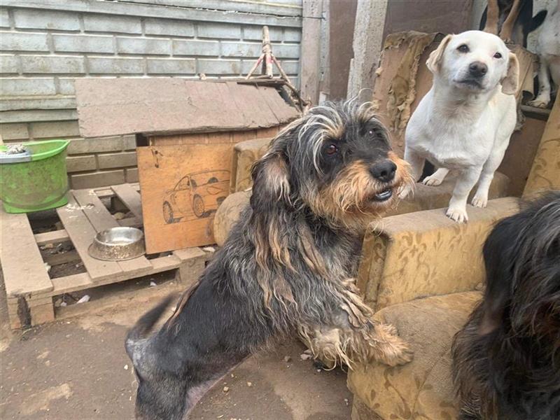 Maya, eine liebenswerte Hundeomi