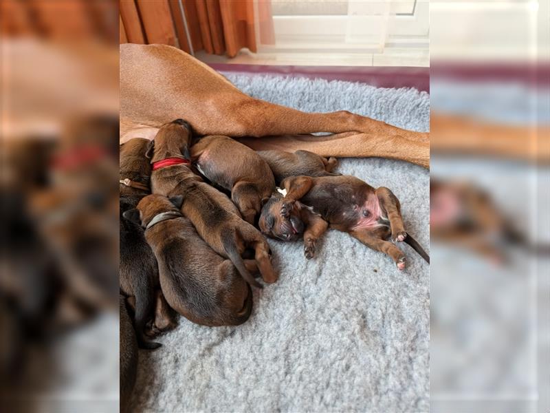 Liebevolle Rhodesian Ridgeback Welpen zu verkaufen