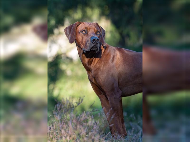 Liebevolle Rhodesian Ridgeback Welpen zu verkaufen