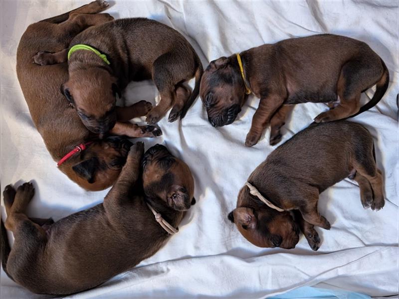 Liebevolle Rhodesian Ridgeback Welpen zu verkaufen