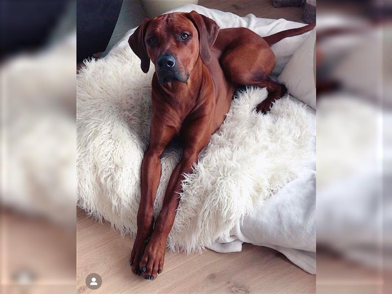 Liebevolle Rhodesian Ridgeback Welpen zu verkaufen