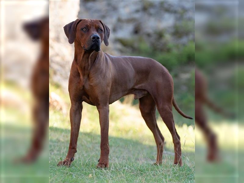 Liebevolle Rhodesian Ridgeback Welpen zu verkaufen