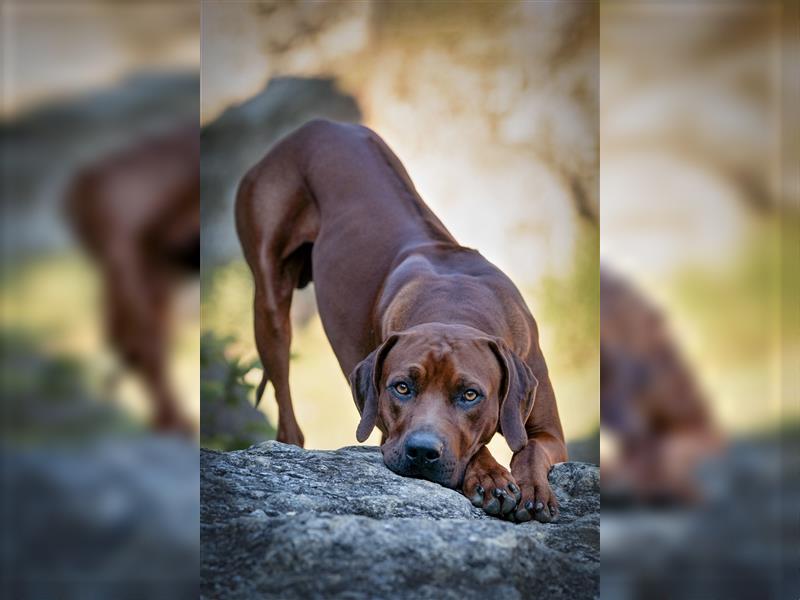 Liebevolle Rhodesian Ridgeback Welpen zu verkaufen