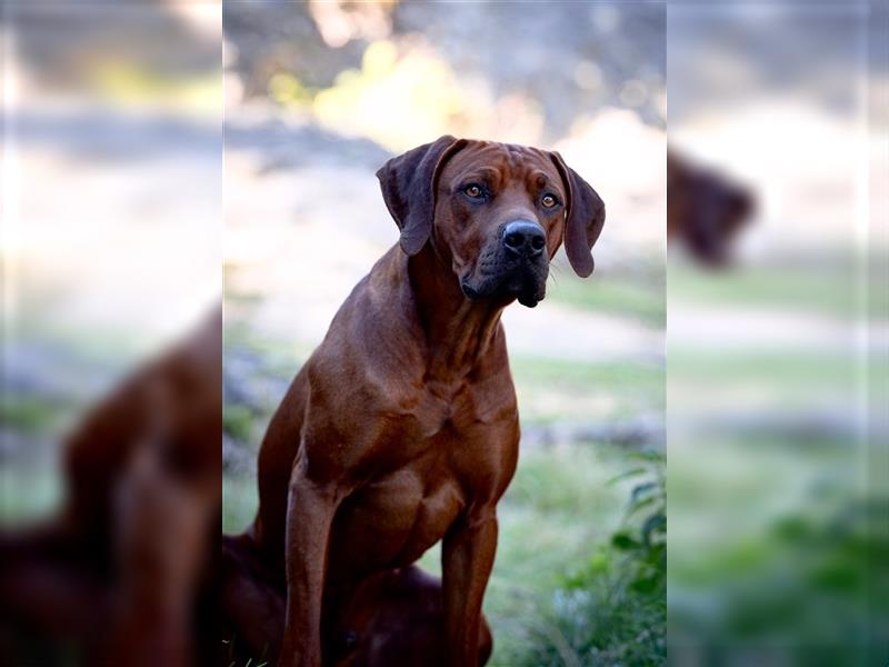 Liebevolle Rhodesian Ridgeback Welpen zu verkaufen