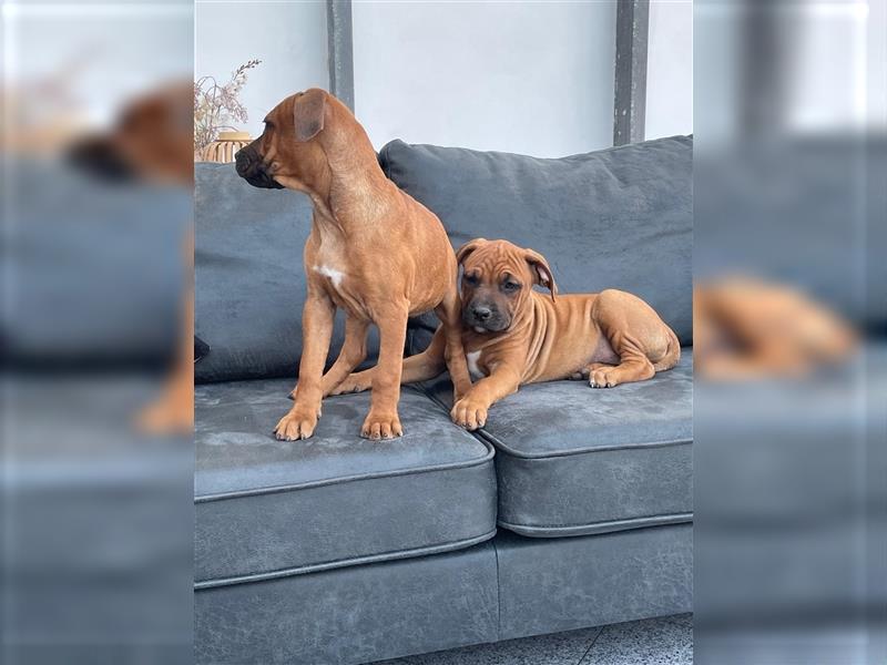 Rhodesian Ridgeback-Mischlinge abzugeben