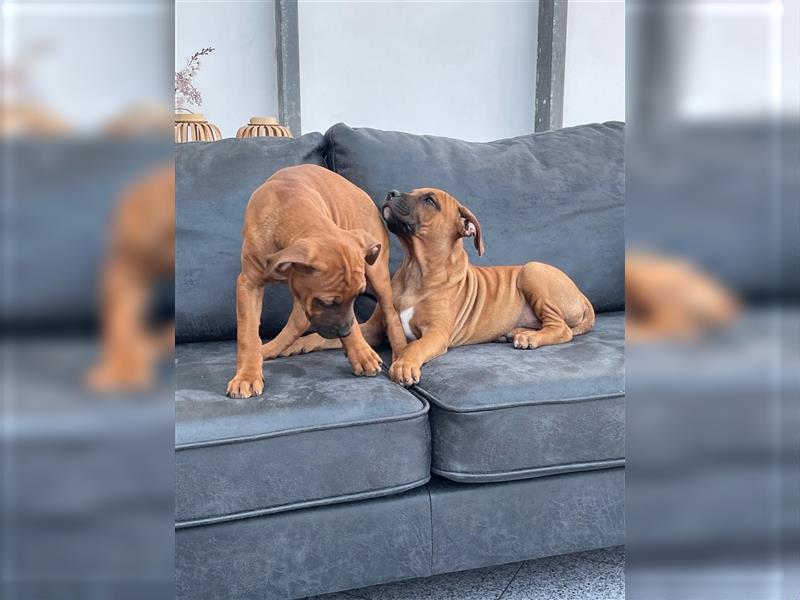 Rhodesian Ridgeback-Mischlinge abzugeben