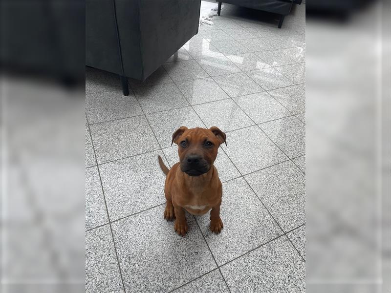 Rhodesian Ridgeback-Mischlinge abzugeben