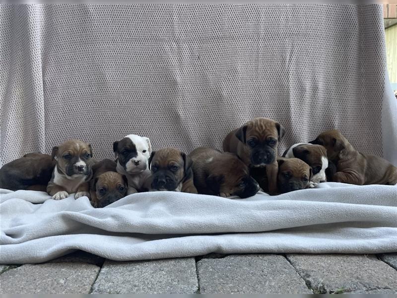 Rhodesian Ridgeback-Mischlinge abzugeben