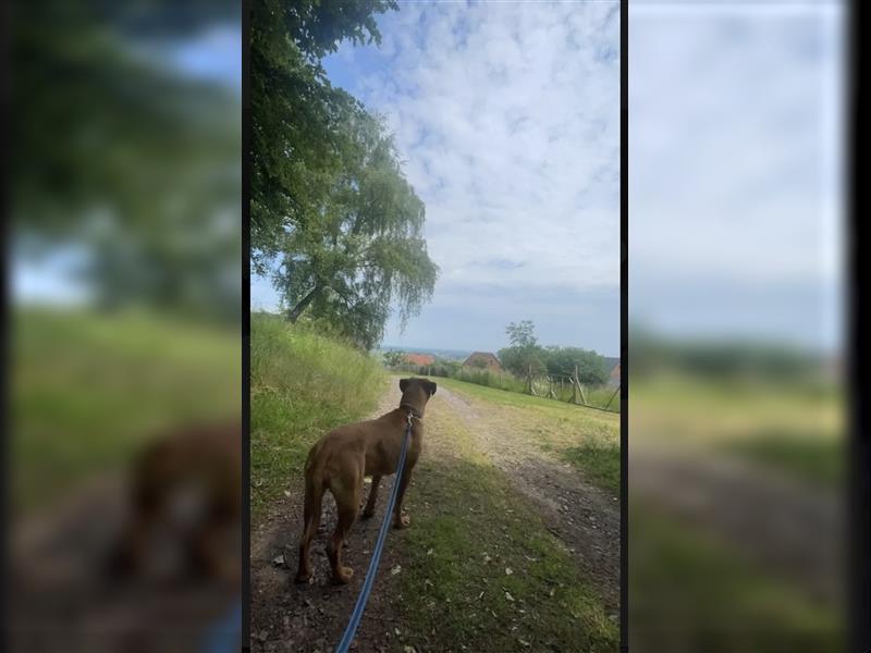 Rhodesian Ridgeback-Mischlinge abzugeben