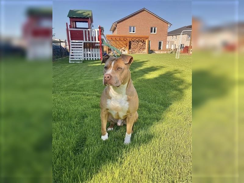 Rhodesian Ridgeback-Mischlinge abzugeben