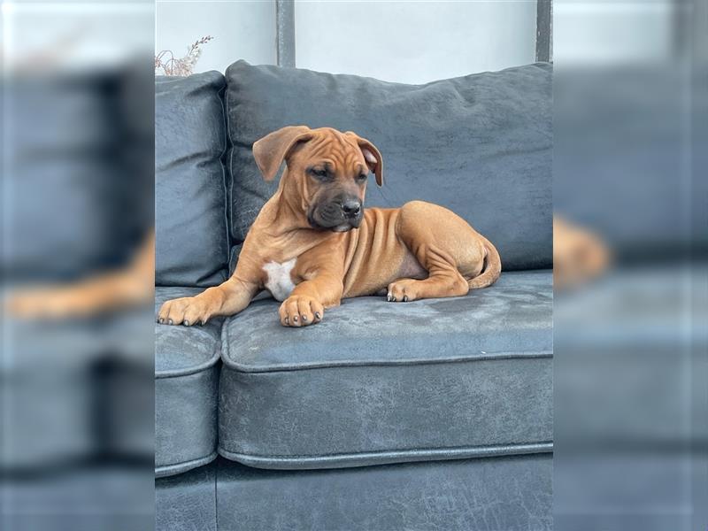 Rhodesian Ridgeback-Mischlinge abzugeben