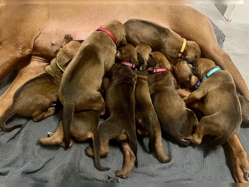 Rhodesian Ridgeback Welpen