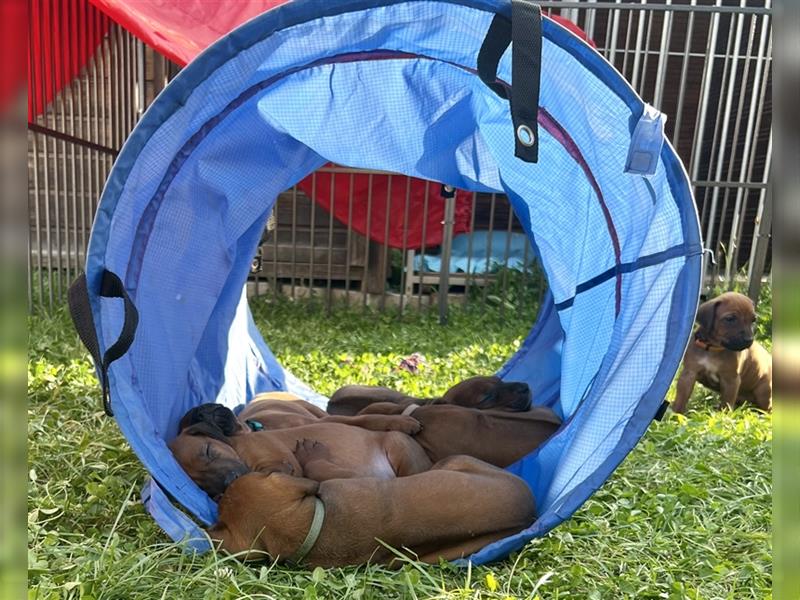 Rhodesian Ridgeback Welpen