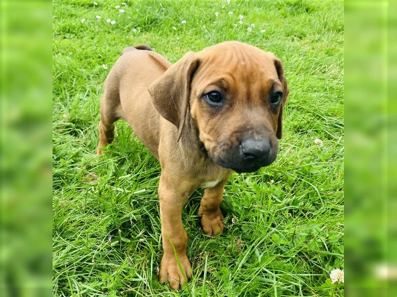 Reinrassige Rhodesian Ridgeback Welpen suchen ein Zuhause