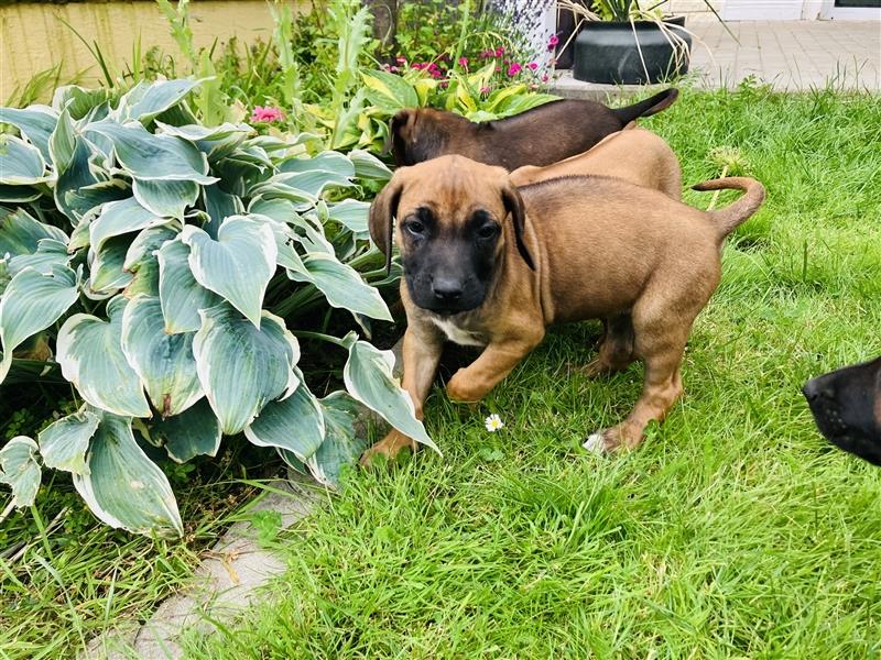 Reinrassige Rhodesian Ridgeback Welpen suchen ein Zuhause