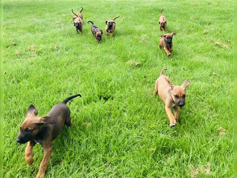 Reinrassige Rhodesian Ridgeback Welpen suchen ein Zuhause