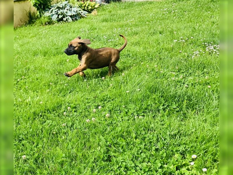 Reinrassige Rhodesian Ridgeback Welpen suchen ein Zuhause