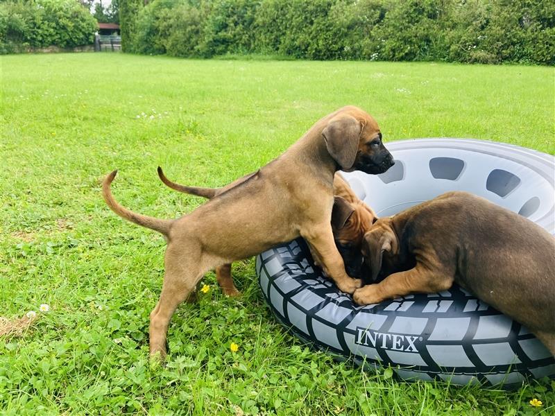 Reinrassige Rhodesian Ridgeback Welpen suchen ein Zuhause