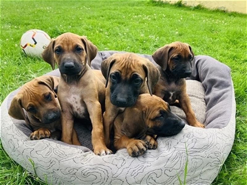 Reinrassige Rhodesian Ridgeback Welpen suchen ein Zuhause