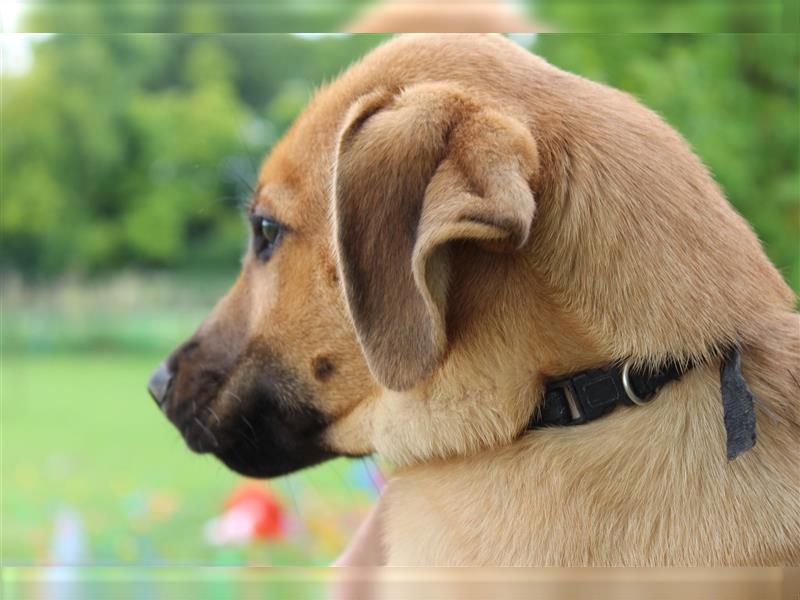 Rhodesian Ridgeback Mix Welpen