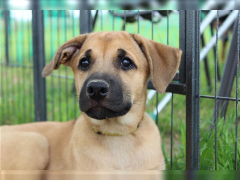 Rhodesian Ridgeback Mix Welpen