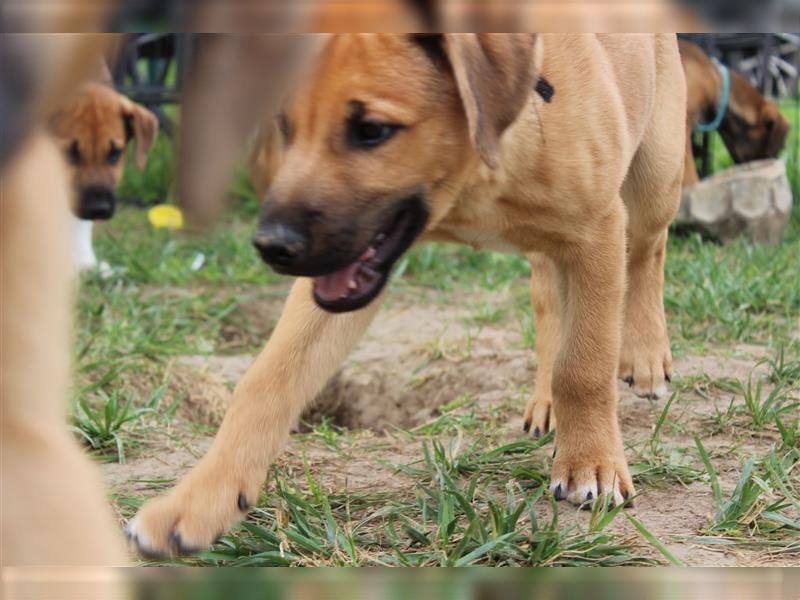 Rhodesian Ridgeback Mix Welpen