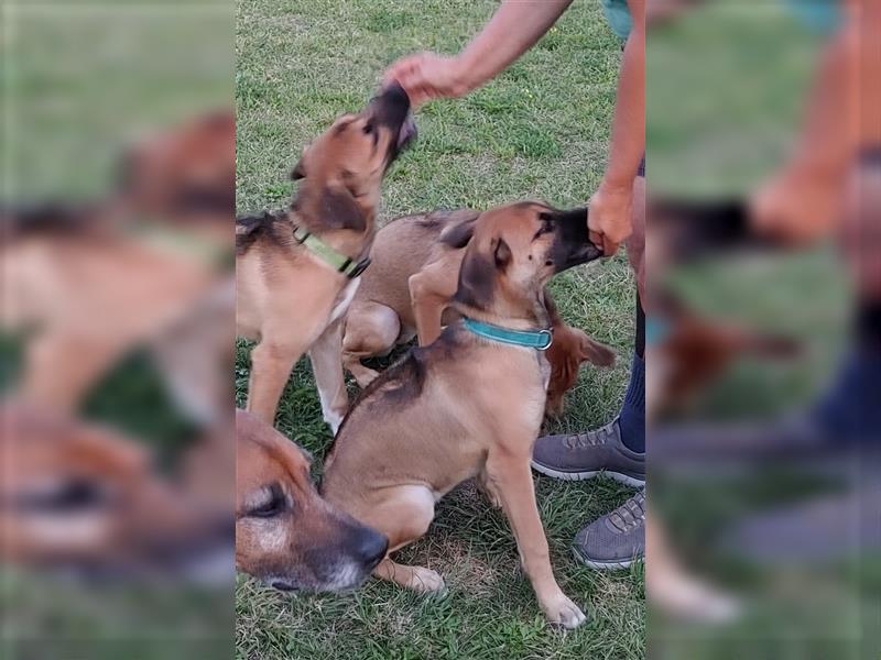 Rhodesian Ridgeback Mix Welpen