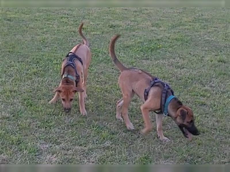 Rhodesian Ridgeback Mix Welpen