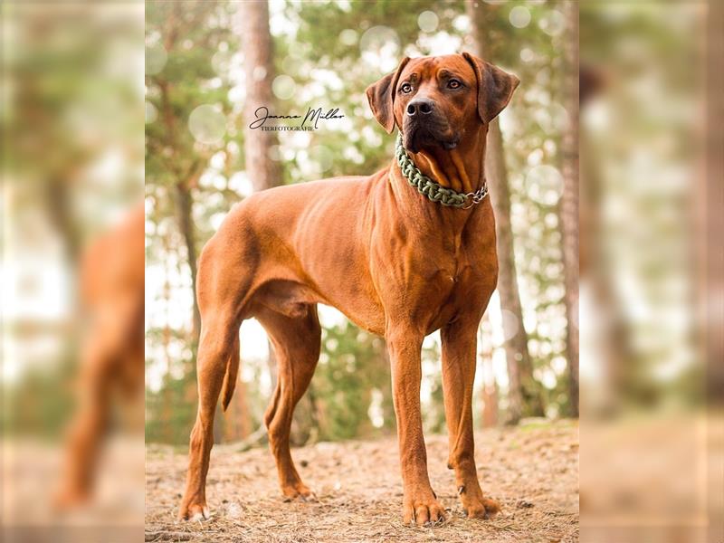 Rhodesian Ridgeback Welpen