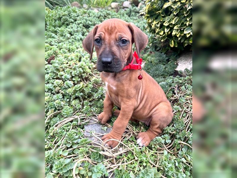 Rhodesian Ridgeback Welpen