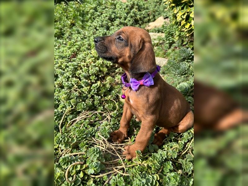 Rhodesian Ridgeback Welpen