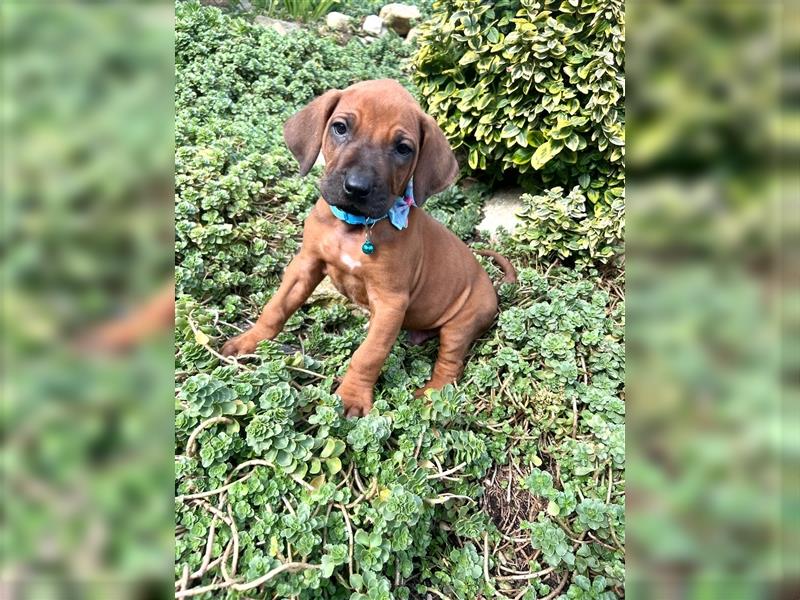 Rhodesian Ridgeback Welpen