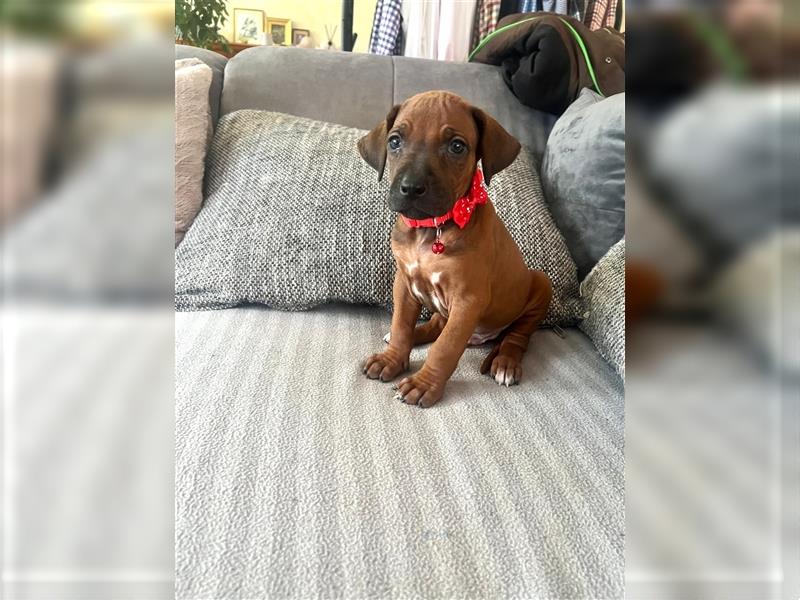 Rhodesian Ridgeback Welpen