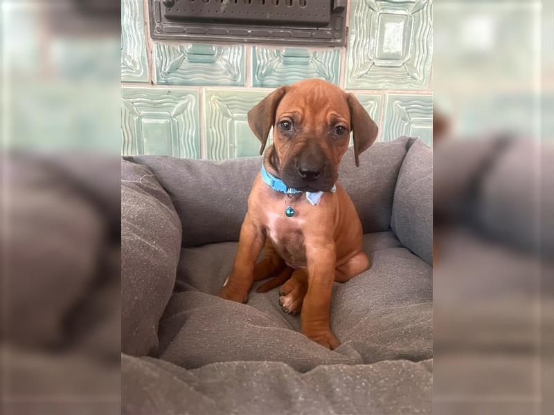 Rhodesian Ridgeback Welpen