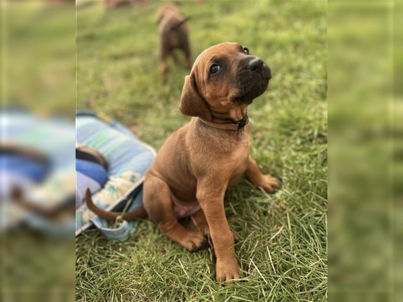 Reinrassige Rhodesian Ridgebackwelpen suchen ein liebevolles zu Hause